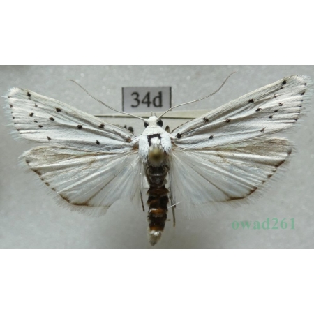 Myelois circumvoluta (Fourcroy, 1785) Czech34d
